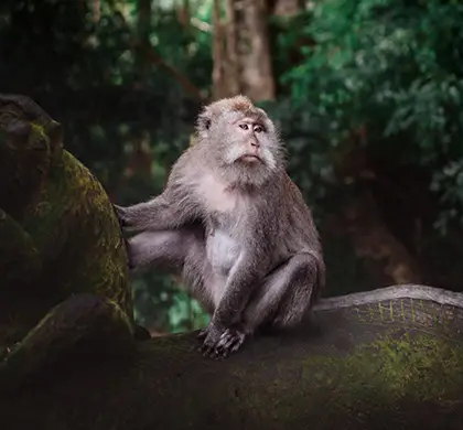 Monkey Forest, Ubud