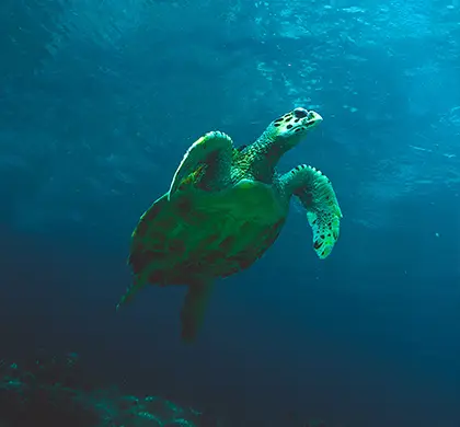 Gili Trawangan, Lombok