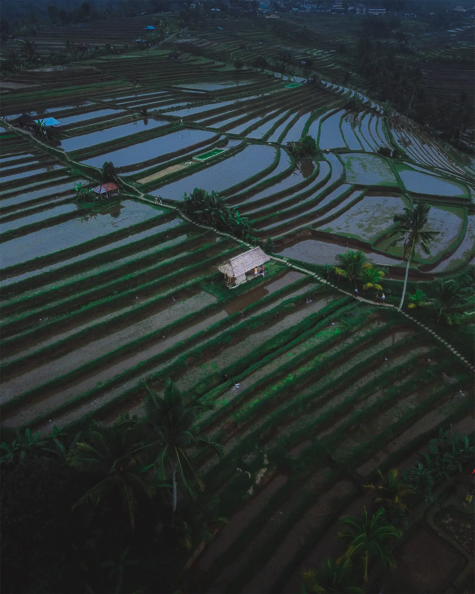 Jatiluwih Rice Fields, Bali