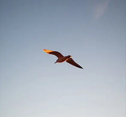 Golden Bird, New York